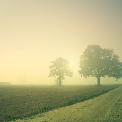 Dawn Trees Away Fog Landscape  - jplenio / Pixabay