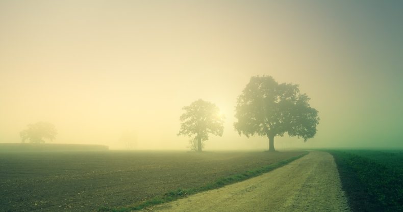Dawn Trees Away Fog Landscape  - jplenio / Pixabay