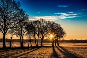 Nature Tree Dawn Landscape Sunrise - PaulSchneider / Pixabay